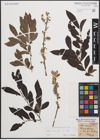 Foto von Salix cinerea L.